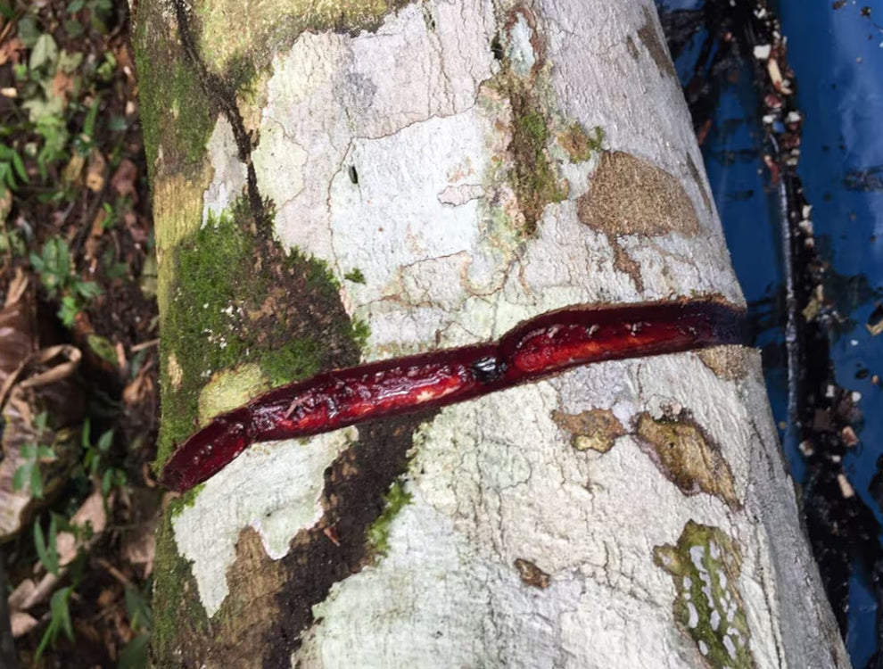 -Skin Repair Serum Dragons Blood Crystalized Resin Tincture || Skin Healing Accelerant